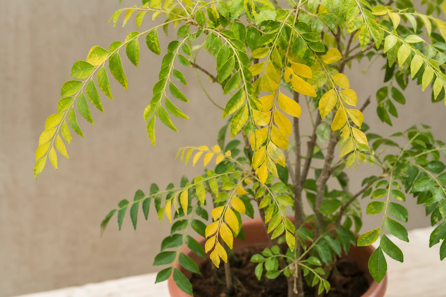 Yellow Leaves on Curry Leaf Plant - visible symptom on the plant