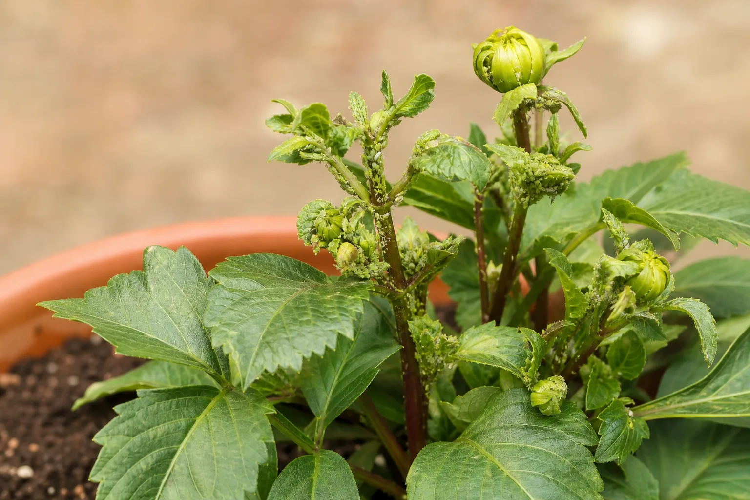 Aphids on Dahlia - visible symptom on the plant