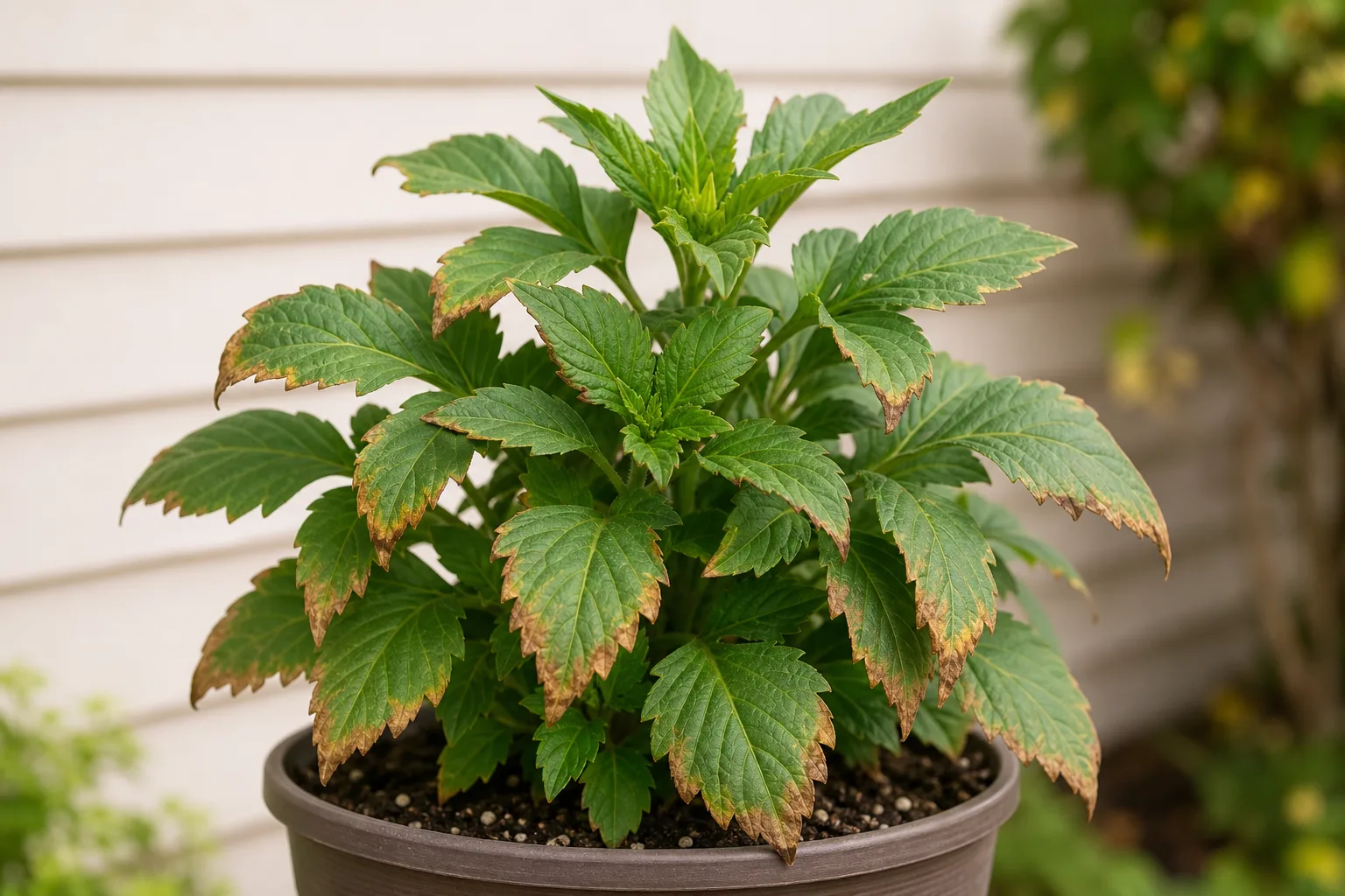 Brown Tips on Dahlia - visible symptom on the plant