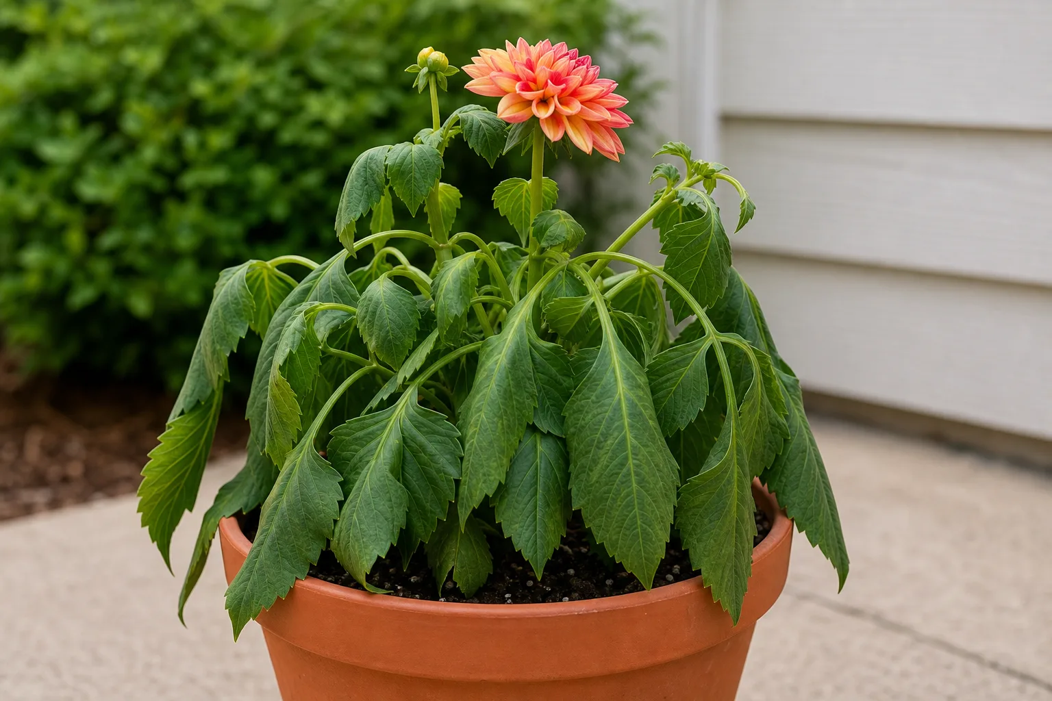 Drooping Leaves on Dahlia - visible symptom on the plant