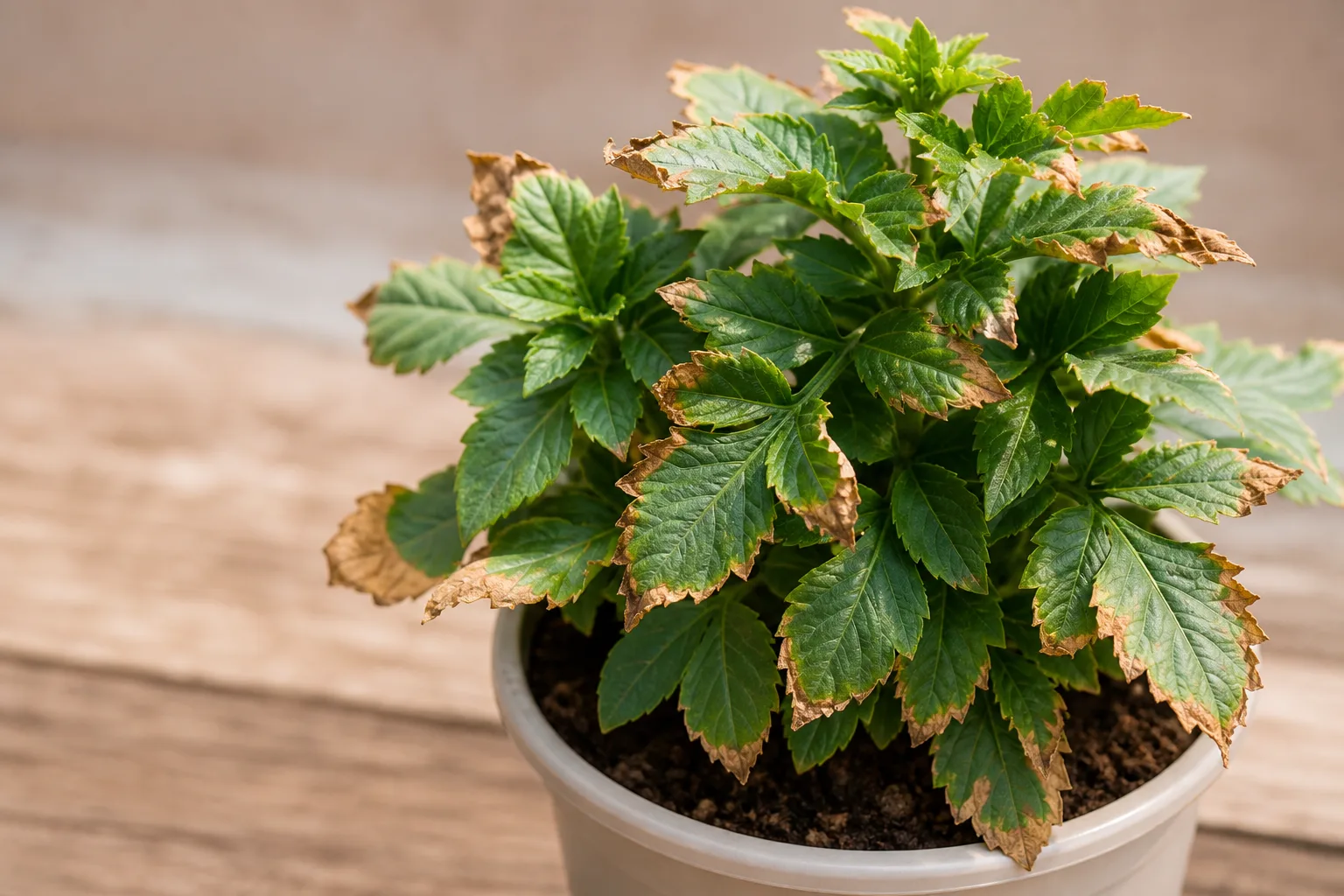 Low Humidity on Dahlia - visible symptom on the plant