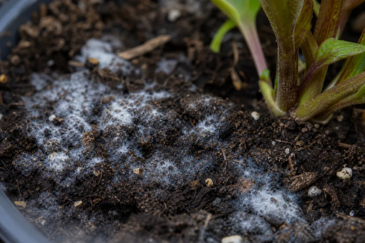 Close-up of mold on dahlia potting soil - white fuzzy patches on damp mix near the stem base