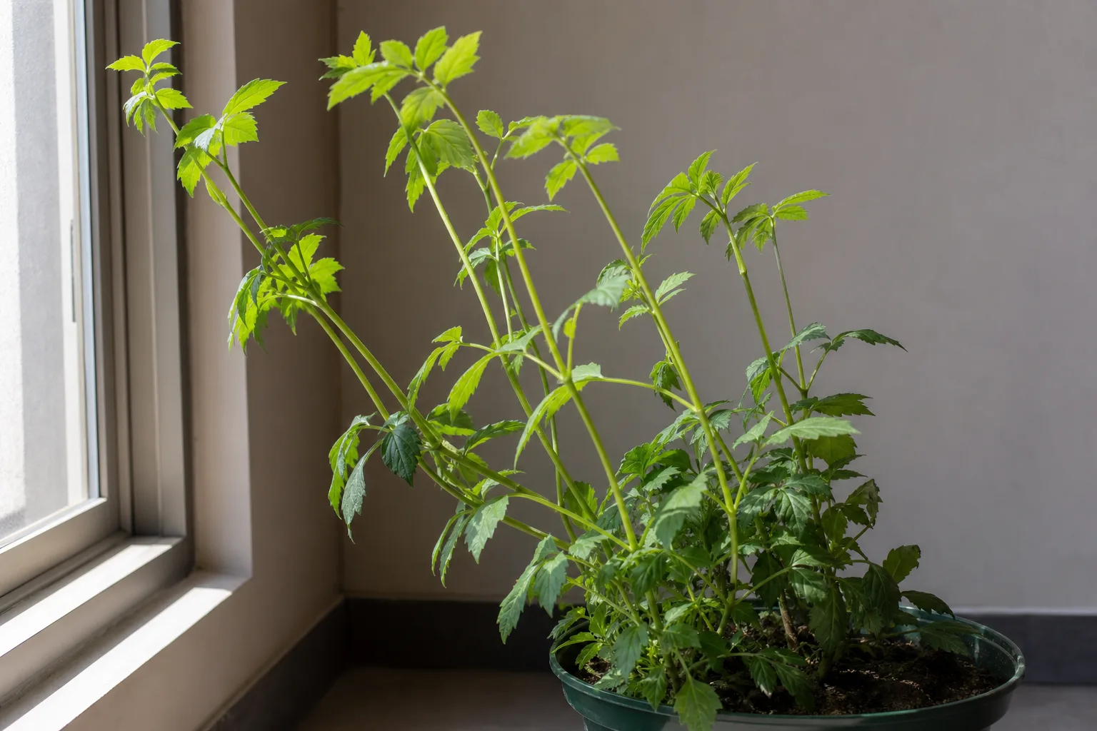 Not enough light on dahlia - leggy stretched stems leaning toward a window with no flower buds