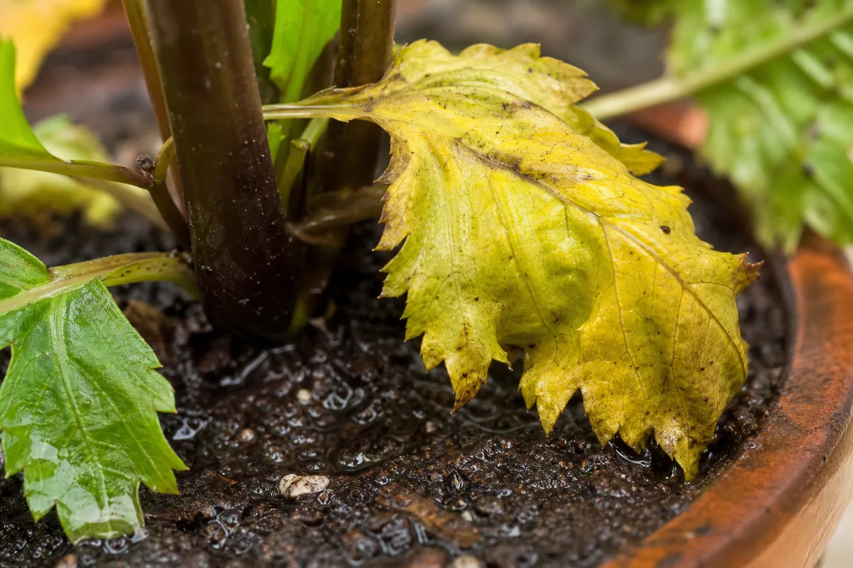 Close-up of Overwatering on Dahlia - diagnostic detail