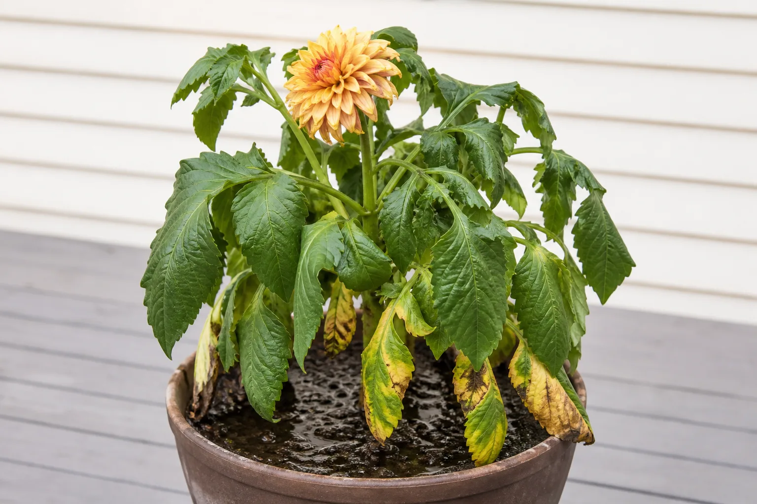 Overwatering on Dahlia - visible symptom on the plant