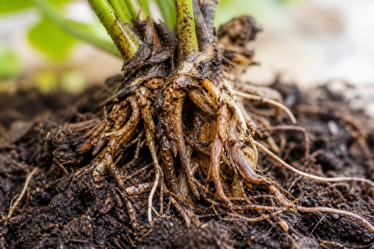 Close-up of Root Rot on Dahlia - diagnostic detail