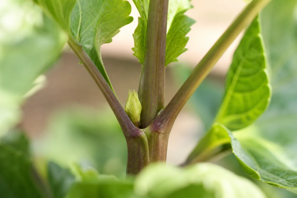 Close-up of Slow Growth on Dahlia - diagnostic detail