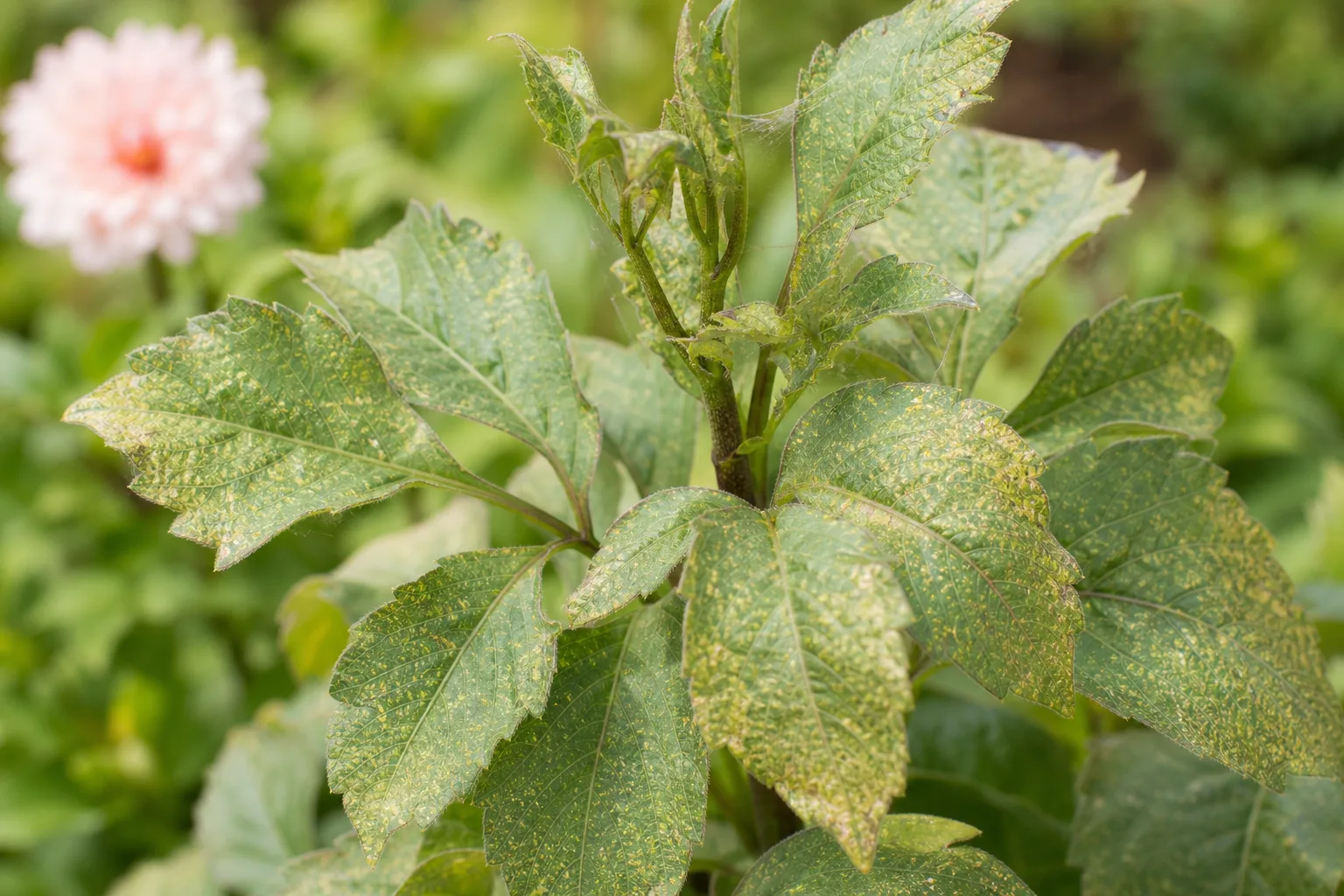Spider Mites on Dahlia - visible symptom on the plant