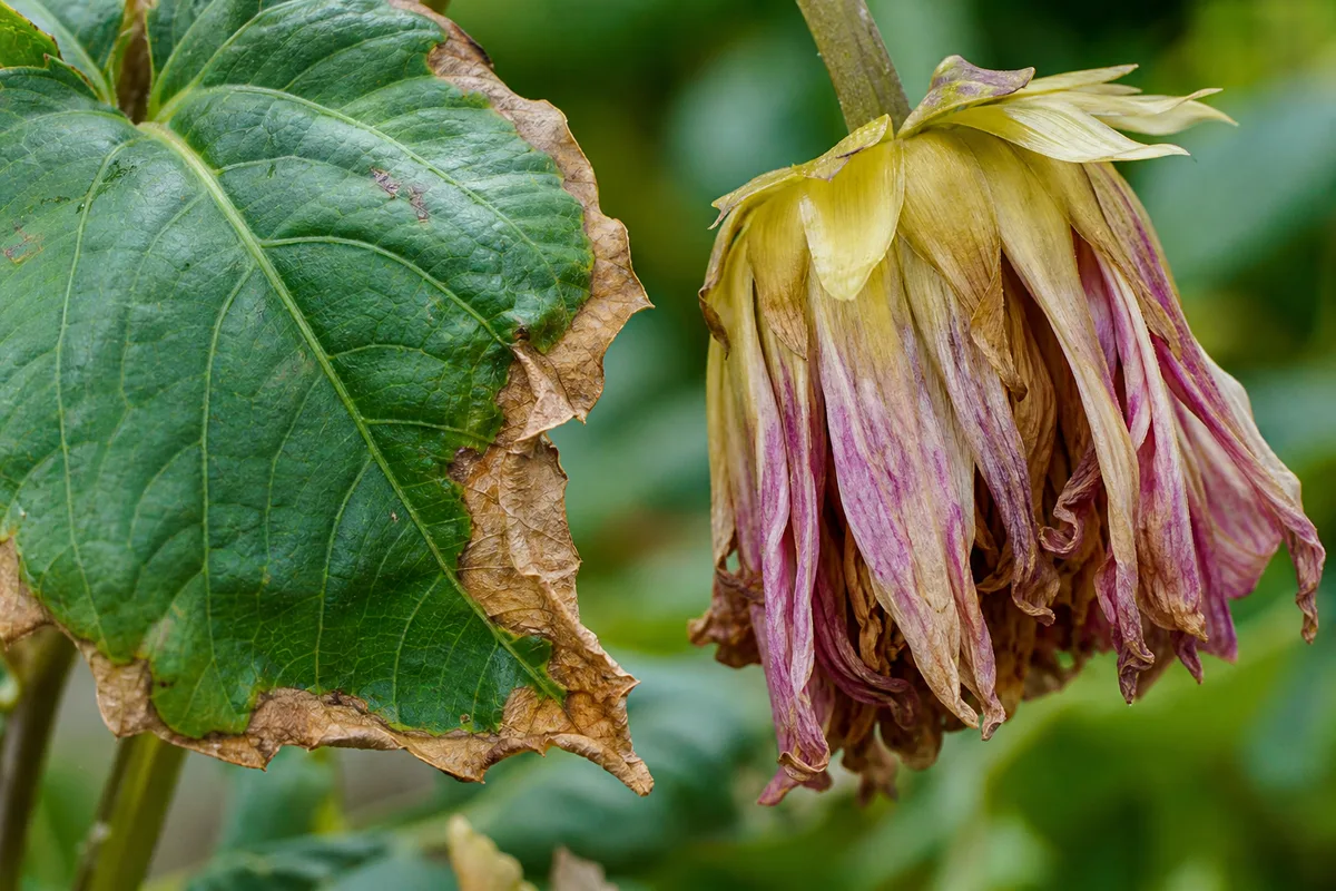 Close-up of underwatering on dahlia - crispy brown leaf margins and a drooping flower head