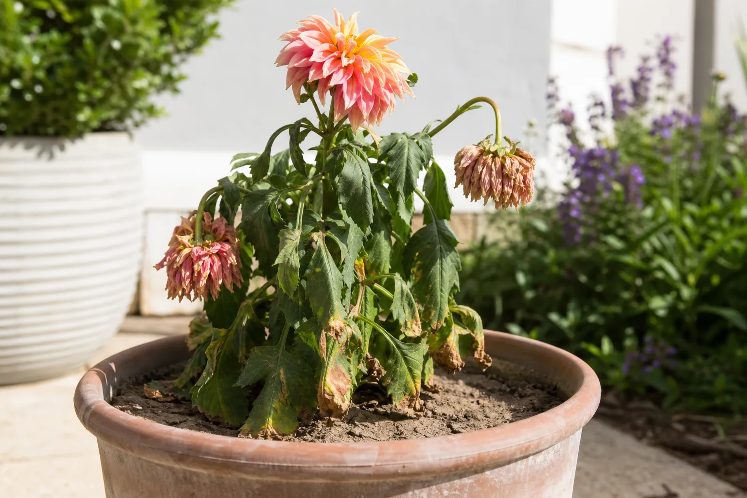 Underwatering on dahlia - drooping blooms and crispy brown leaf edges with dry soil