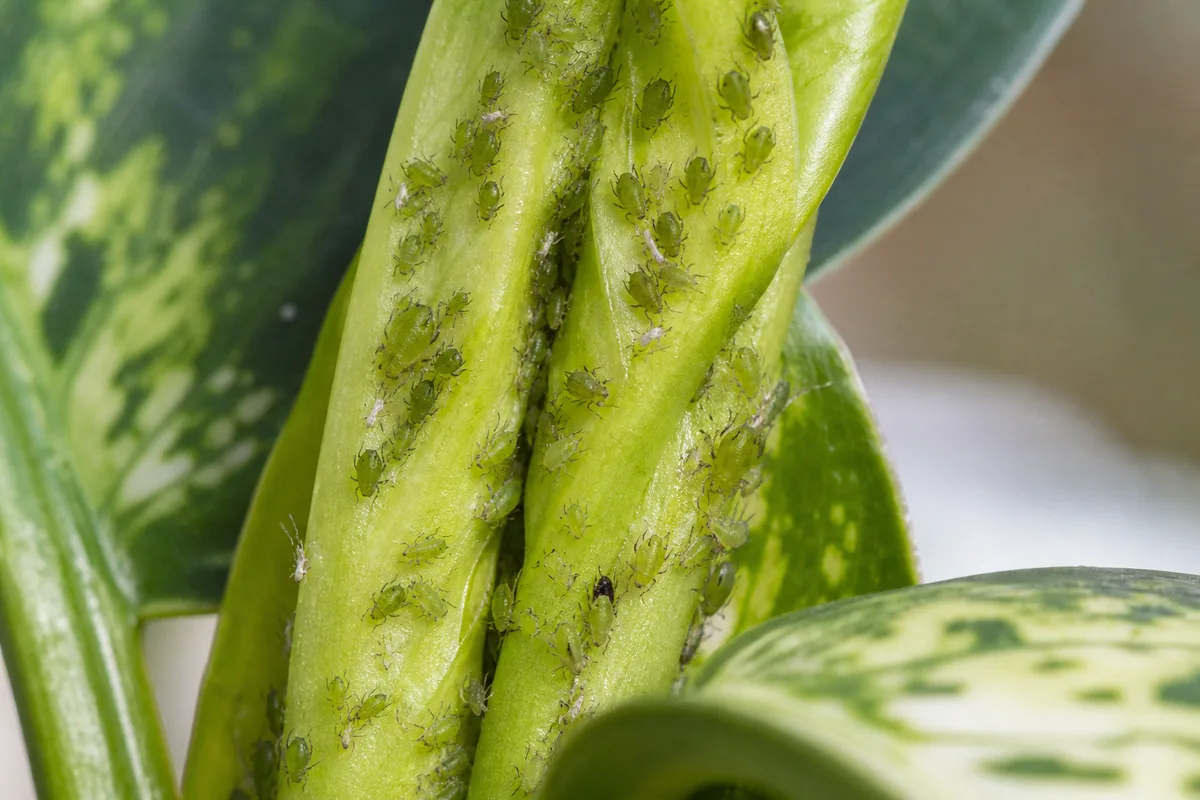 Close-up of Aphids on Dieffenbachia - diagnostic detail