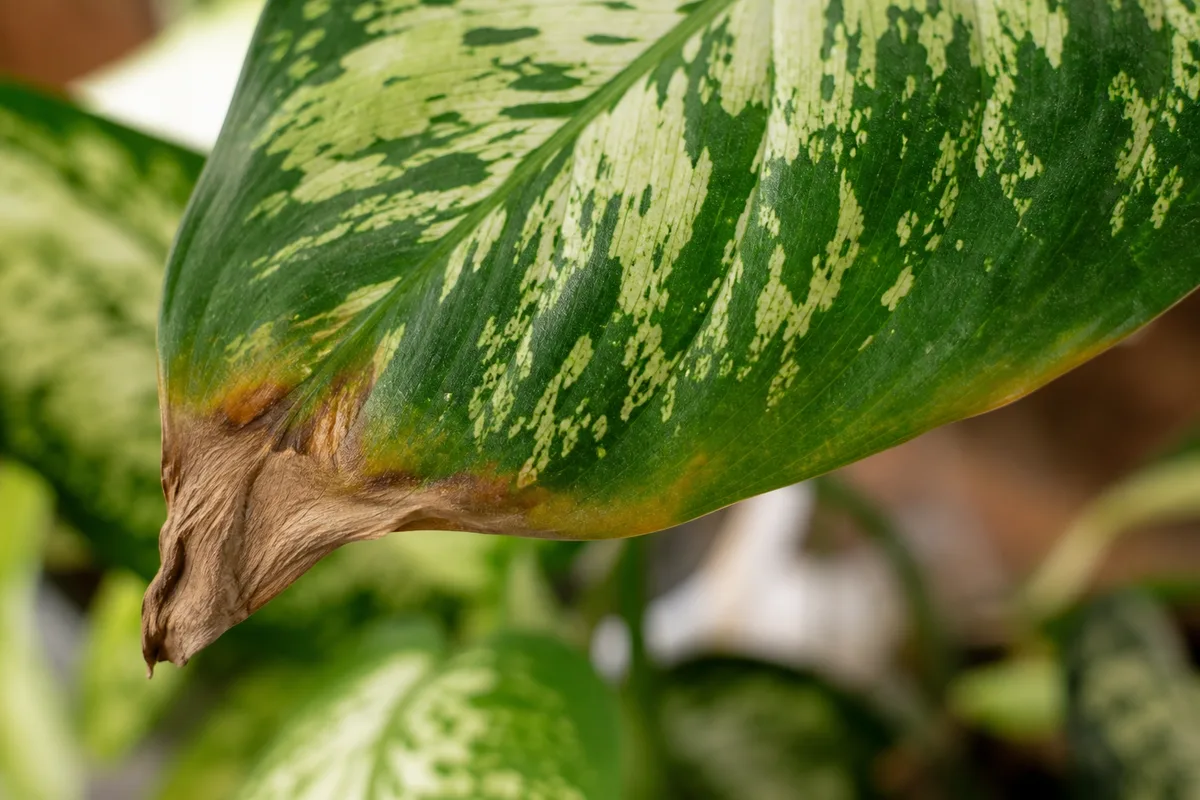 Close-up of Brown Tips on Dieffenbachia - diagnostic detail
