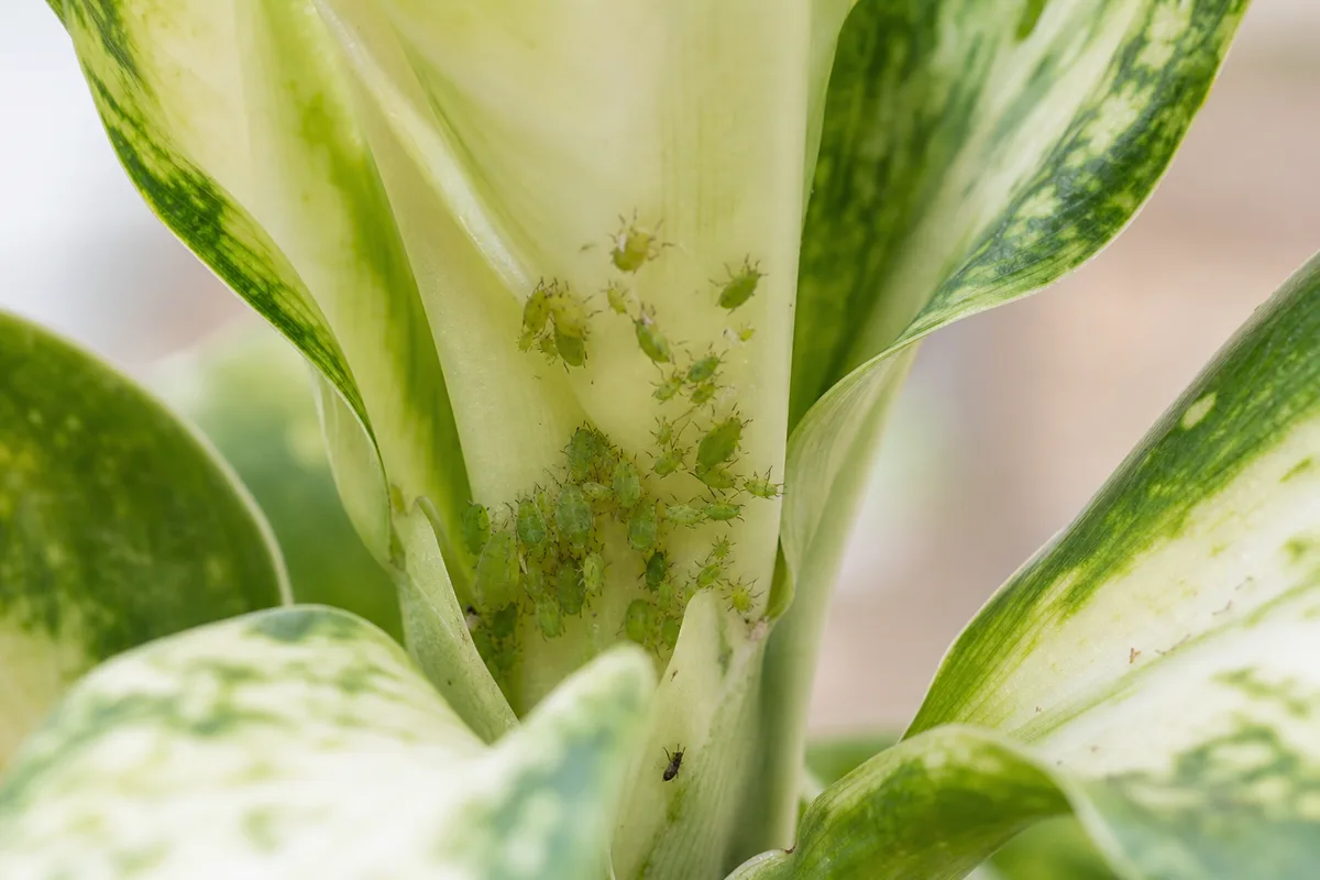 Close-up of aphids on dieffenbachia Camille - green pear-shaped insects on unfurling cream-centered crown leaves