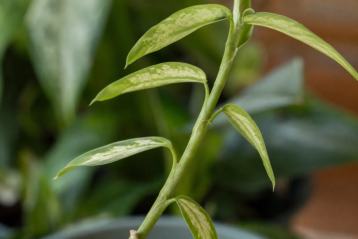 Close-up of Leggy Growth on Dieffenbachia Camille - diagnostic detail
