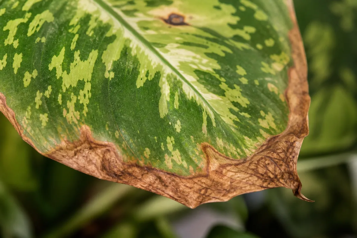 Close-up of Low Humidity on Dieffenbachia Camille - diagnostic detail