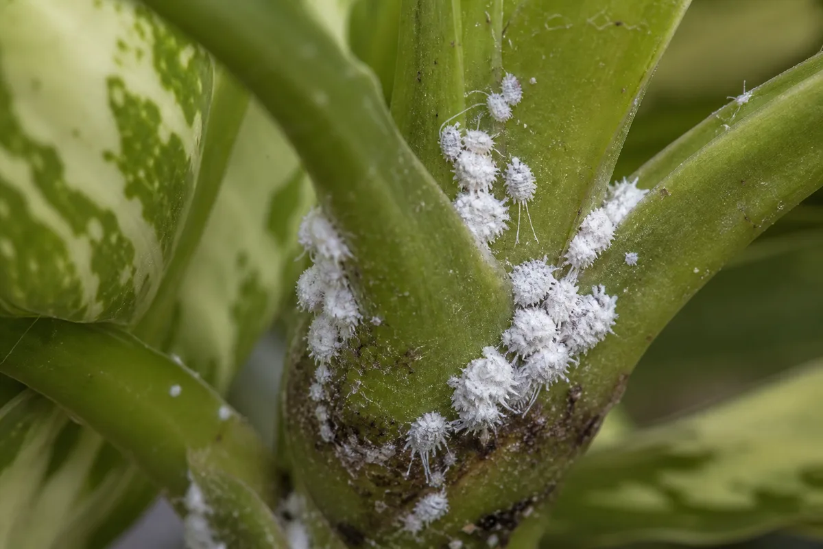 Close-up of Mealybugs on Dieffenbachia Camille - diagnostic detail