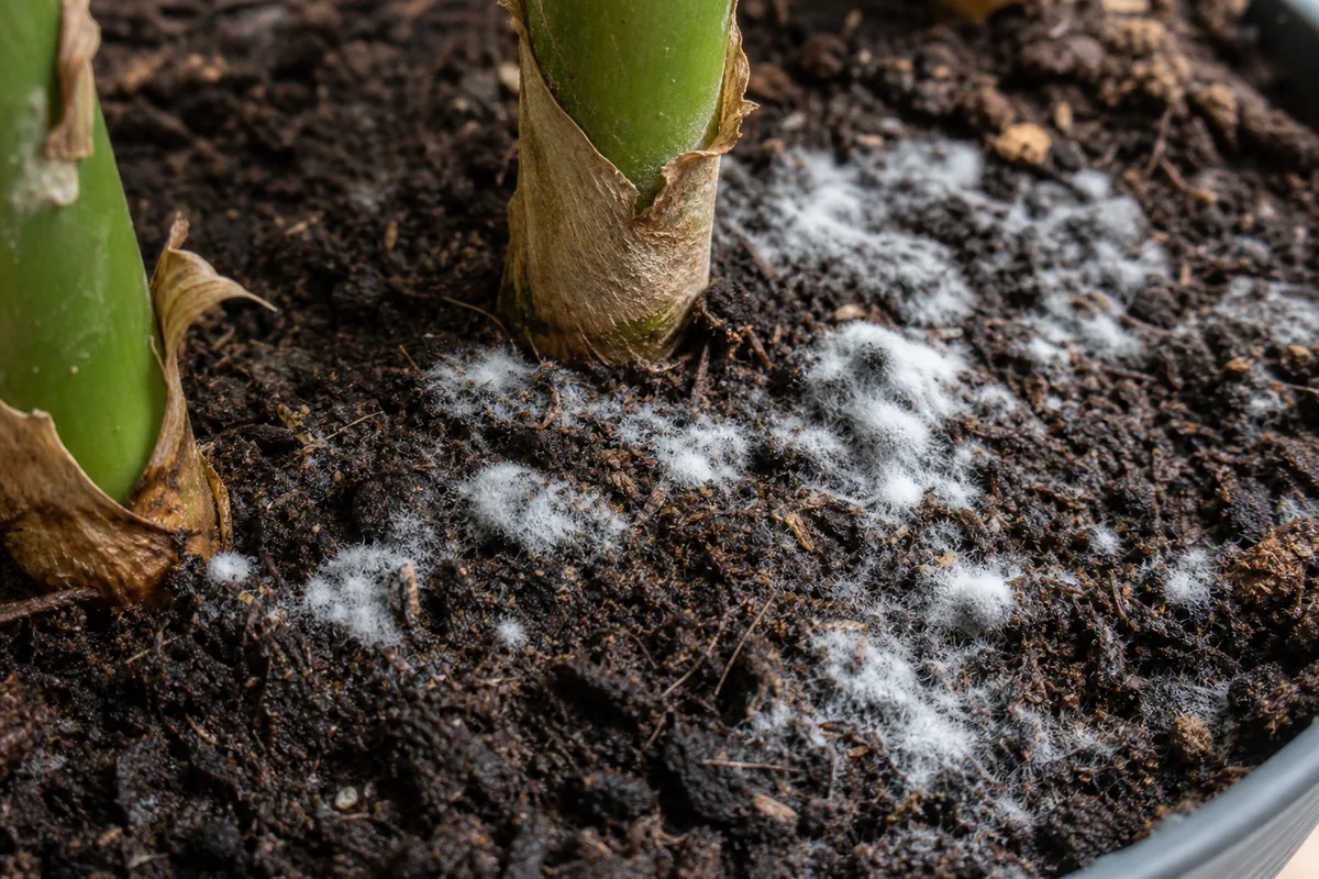 Close-up of mold on dieffenbachia Camille potting soil - white fuzzy patches on damp mix around cane bases