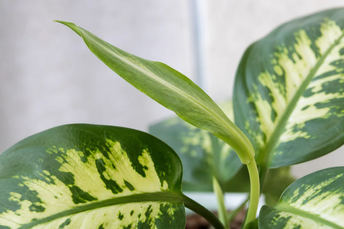 Close-up of low light on Dieffenbachia Camille - new leaf with faded cream center and elongated petiole