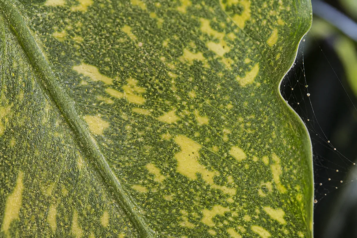 Close-up of Spider Mites on Dieffenbachia Camille - diagnostic detail