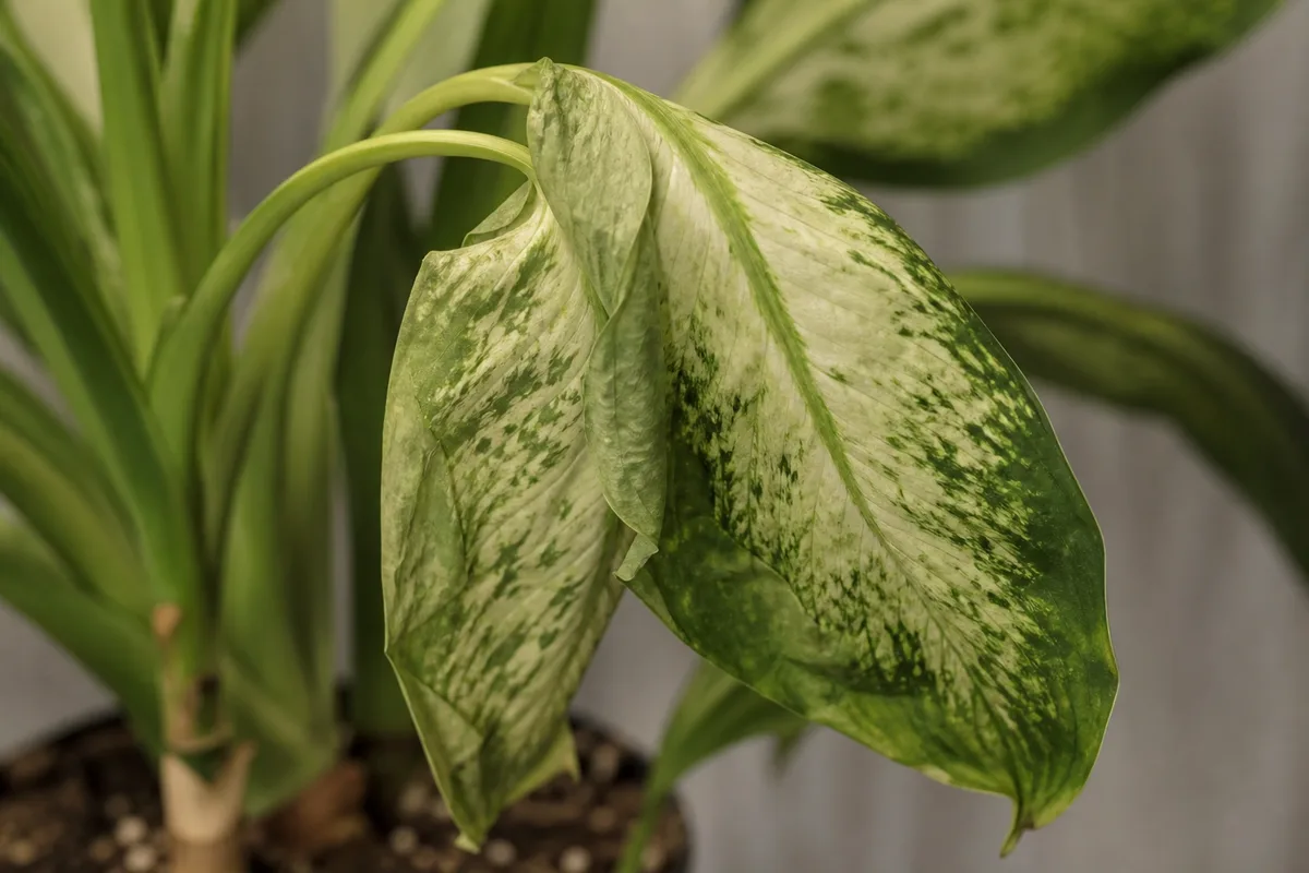 Close-up of Wilting on Dieffenbachia Camille - diagnostic detail