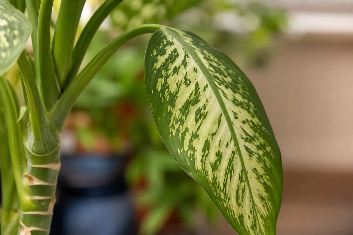 Close-up of Drooping Leaves on Dieffenbachia - diagnostic detail
