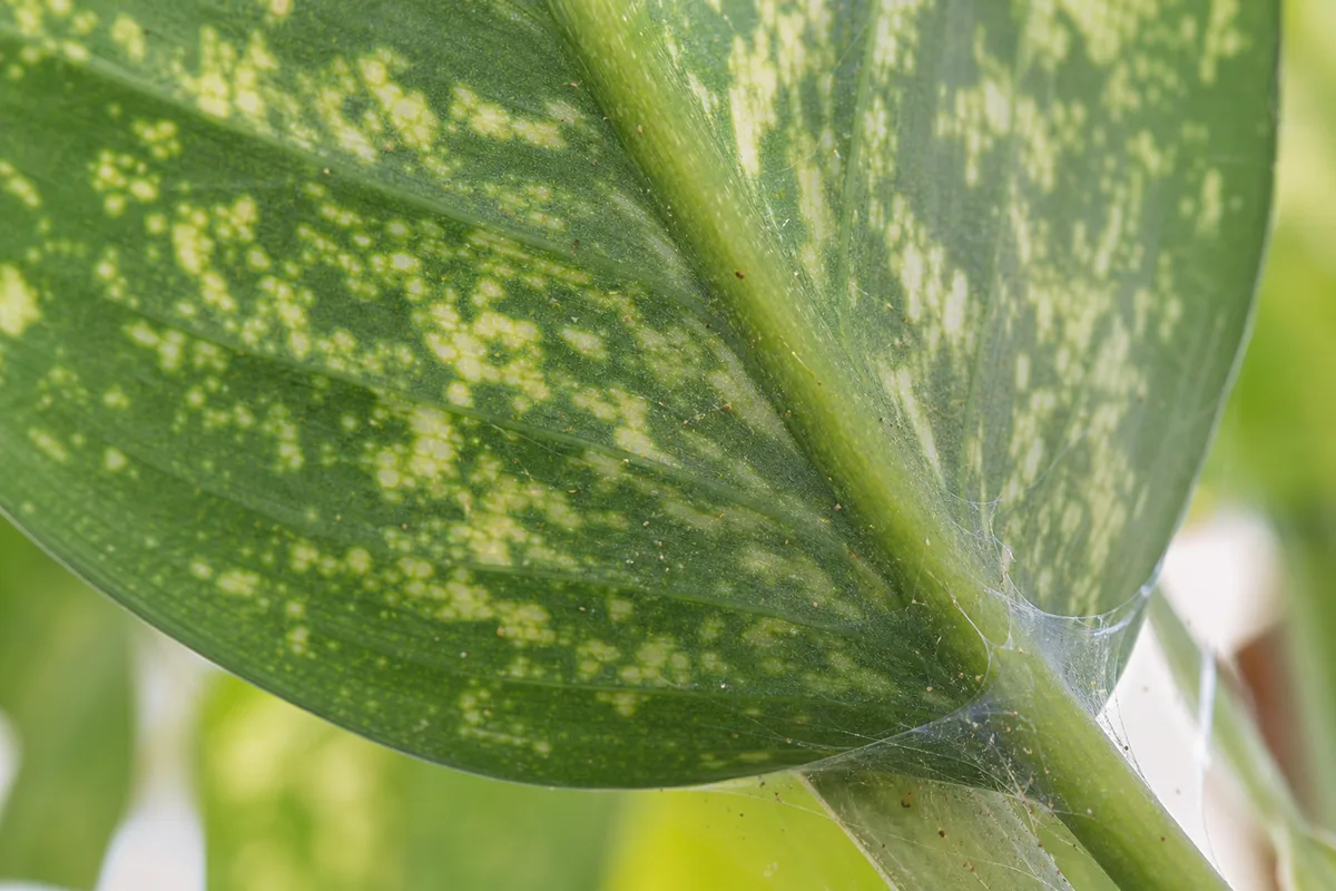 Close-up of spider mites on dieffenbachia - fine yellow stippling and silk webbing on a leaf underside