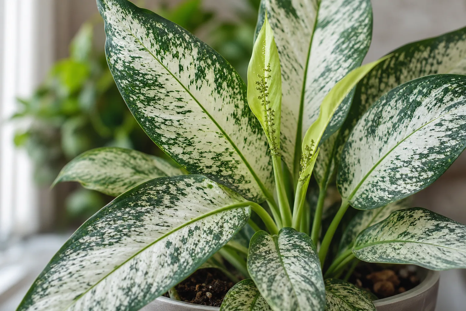 Aphids on Dieffenbachia Tropic Snow - visible symptom on the plant