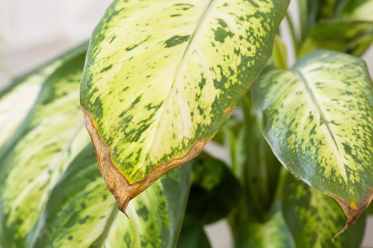 Close-up of Brown Tips on Dieffenbachia Tropic Snow - diagnostic detail