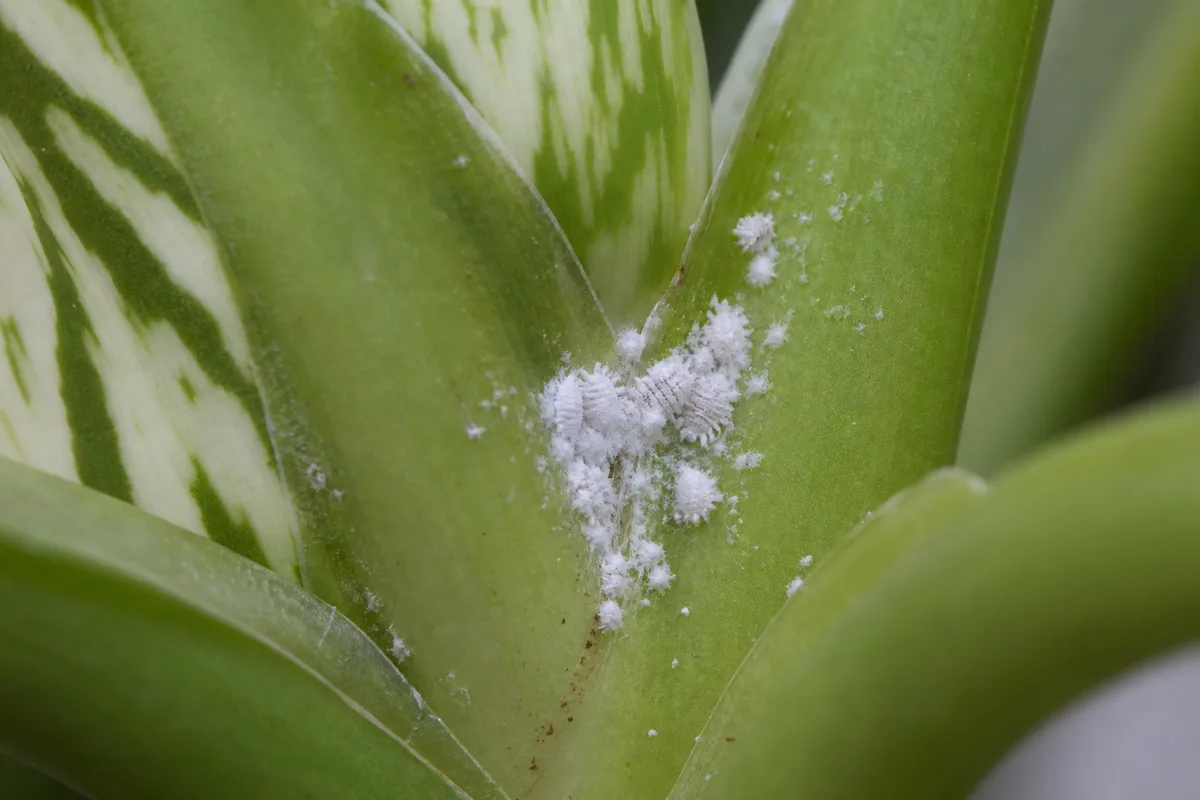 Close-up of Mealybugs on Dieffenbachia Tropic Snow - diagnostic detail