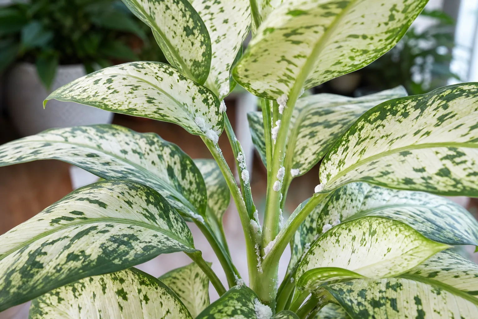 Mealybugs on Dieffenbachia Tropic Snow - visible symptom on the plant
