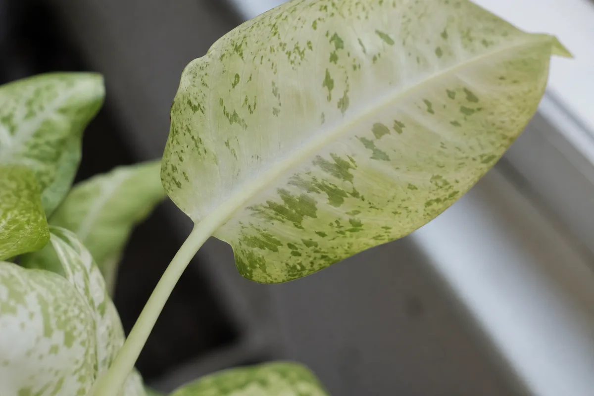 Close-up of Not Enough Light on Dieffenbachia Tropic Snow - diagnostic detail