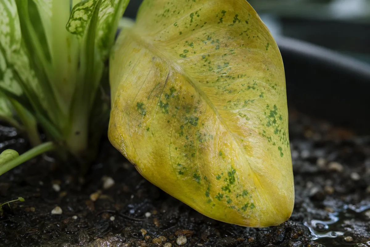 Close-up of Overwatering on Dieffenbachia Tropic Snow - diagnostic detail