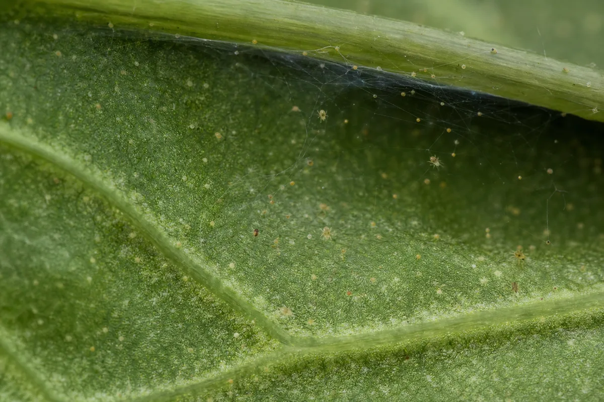 Close-up of Spider Mites on Dieffenbachia Tropic Snow - diagnostic detail