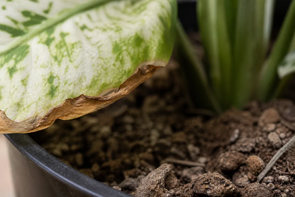 Close-up of Underwatering on Dieffenbachia Tropic Snow - diagnostic detail