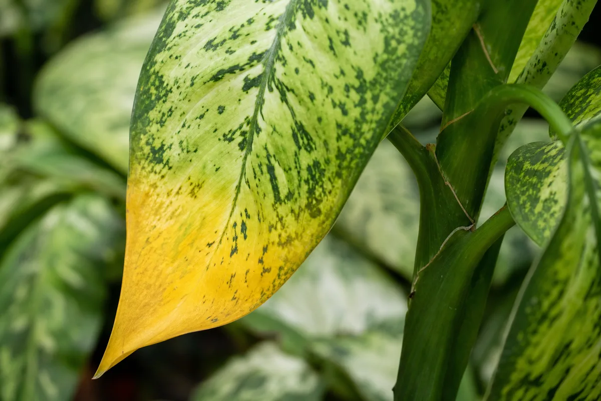 Close-up of Yellow Leaves on Dieffenbachia Tropic Snow - diagnostic detail