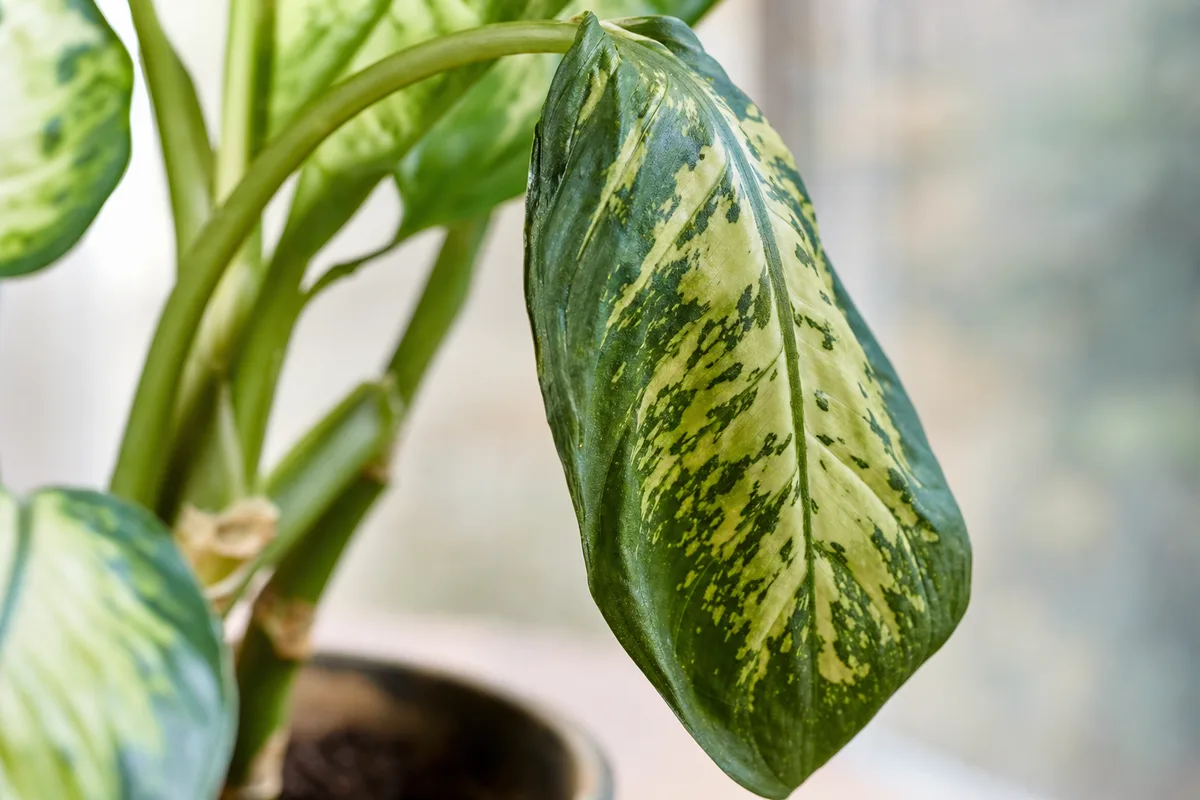 Close-up of Wilting on Dieffenbachia - diagnostic detail