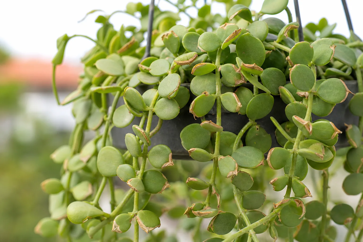 Brown Tips on Dischidia - visible symptom on the plant
