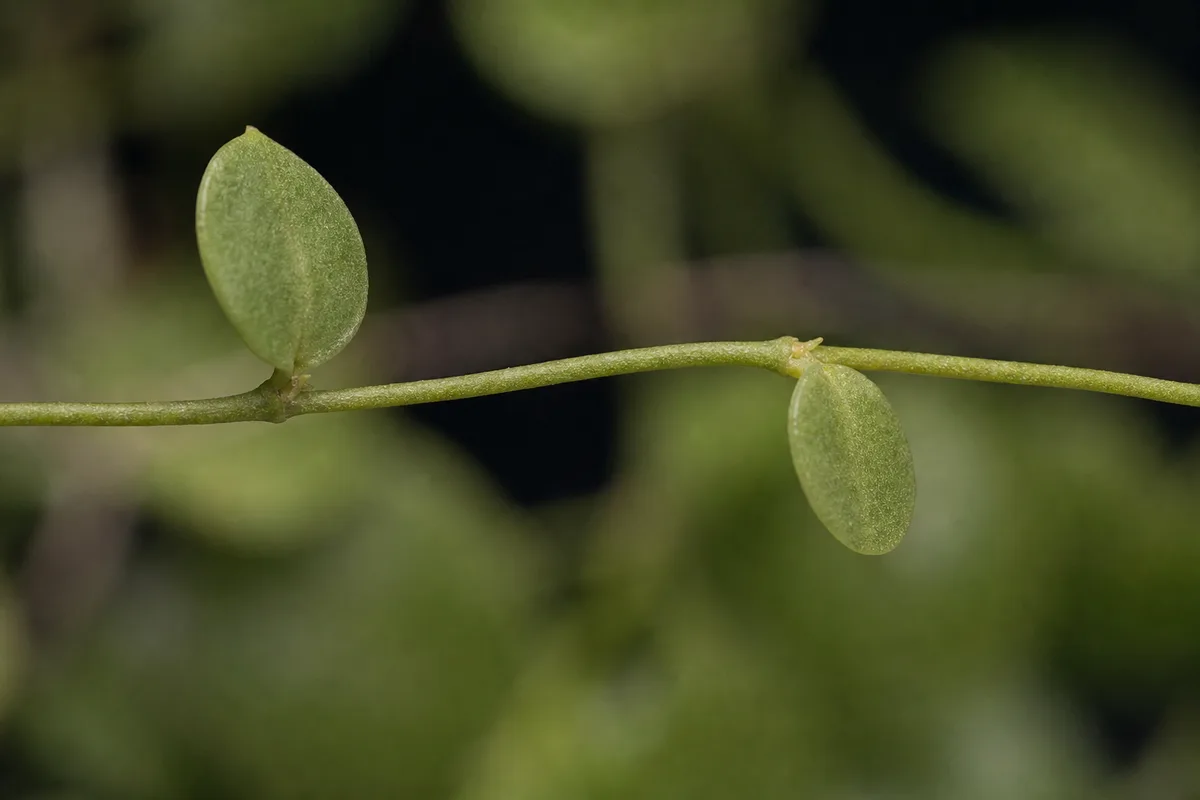 Close-up of Leggy Growth on Dischidia - diagnostic detail