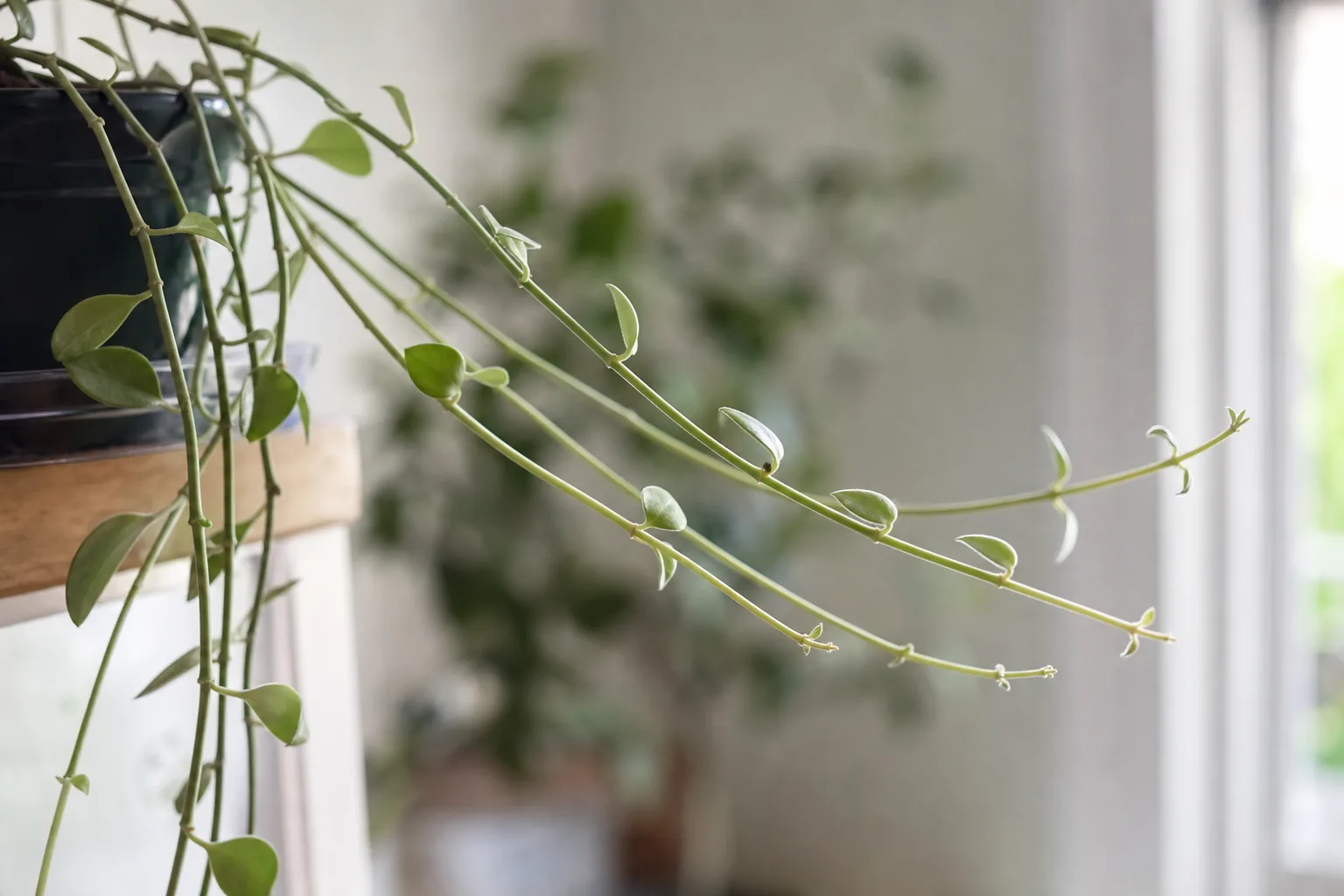 Leggy Growth on Dischidia - visible symptom on the plant