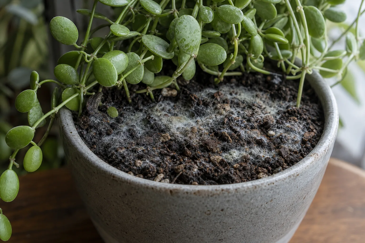 Mold on Soil on Dischidia - visible symptom on the plant