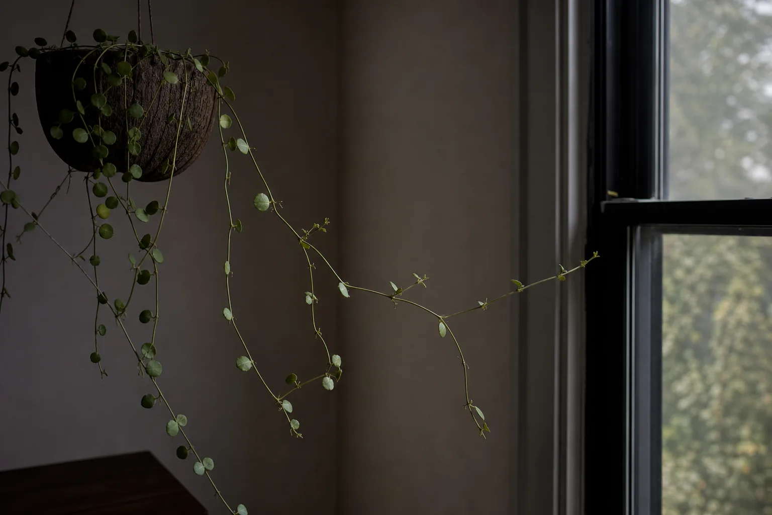 Not enough light on Dischidia - stretched internodes and smaller pale leaves on a trailing vine