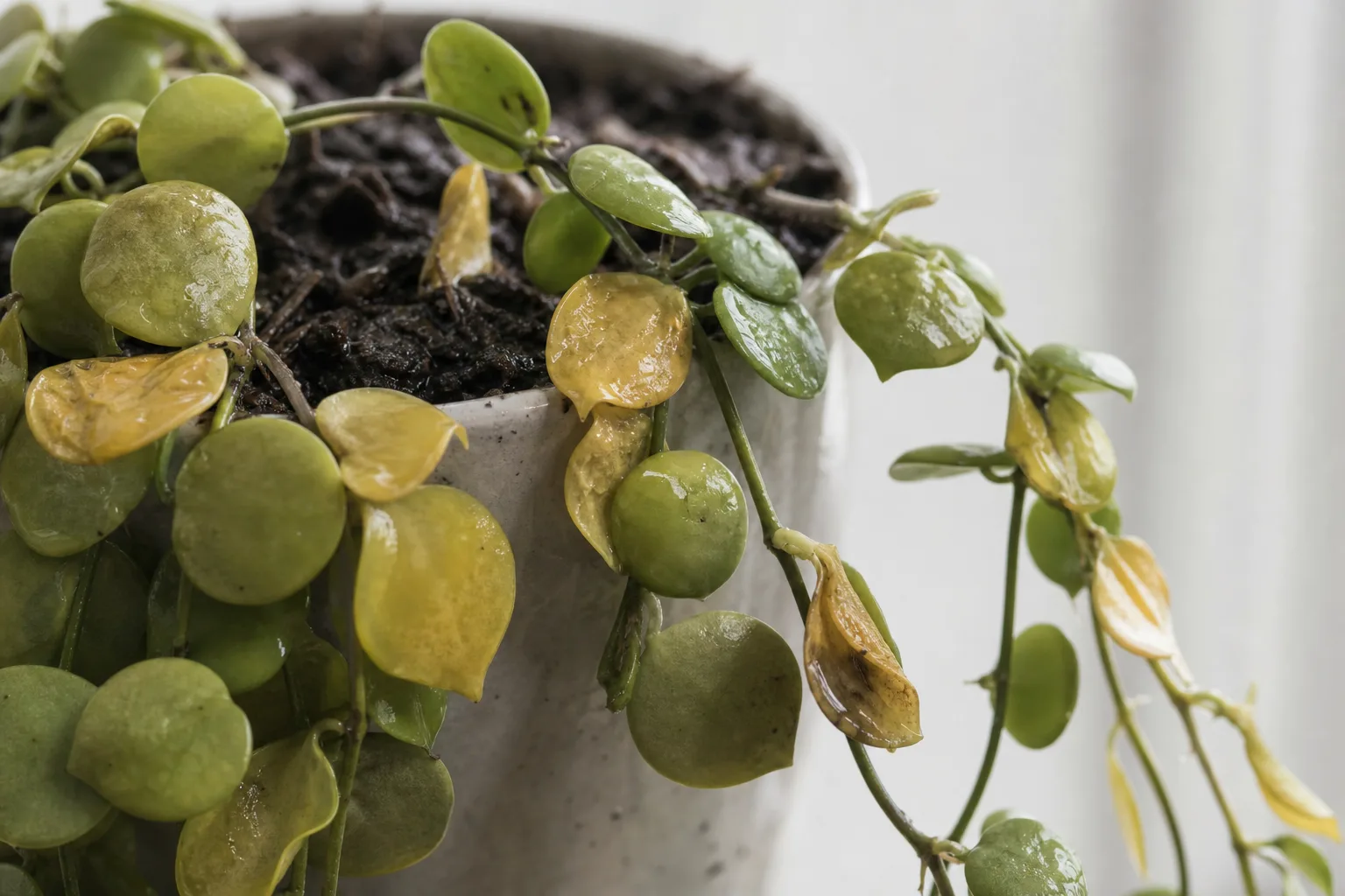 Overwatering on Dischidia - visible symptom on the plant