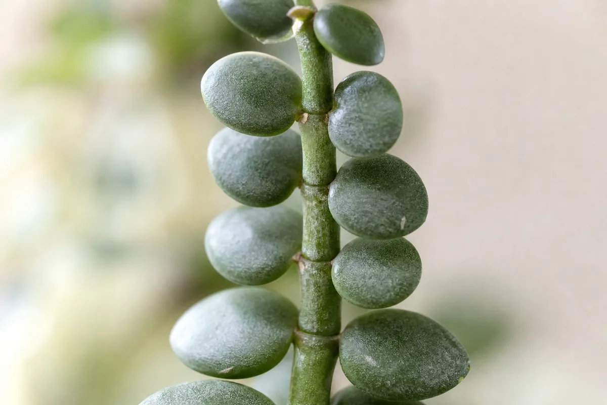 Close-up of Slow Growth on Dischidia - diagnostic detail