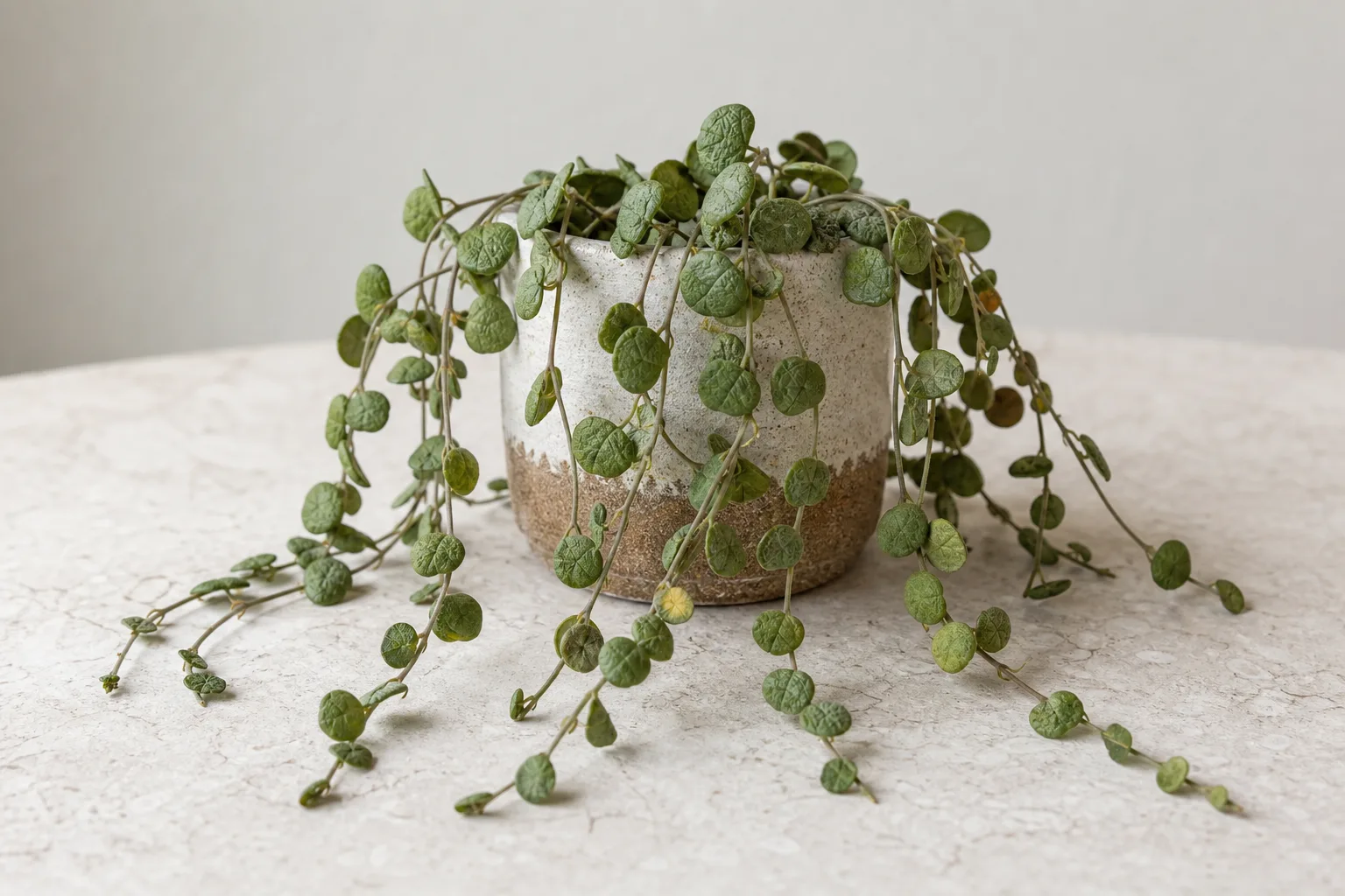 Wilting on Dischidia - deflated wrinkled coin leaves on sagging trailing stems