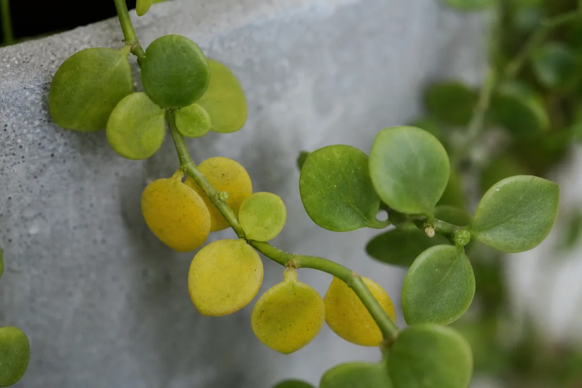 Close-up of yellow leaves on Dischidia - chartreuse lower coin leaves on a trailing stem with greener tip growth