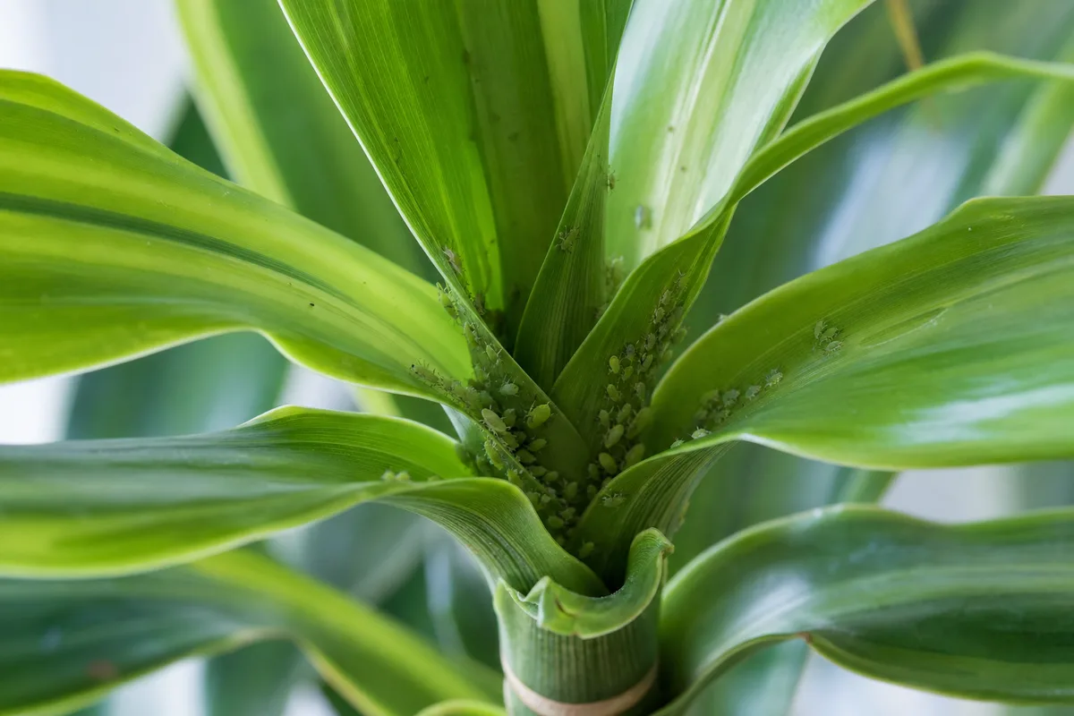 Close-up of aphids on Dracaena - tiny pear-shaped insects clustered in the crown whorl where new strap leaves emerge