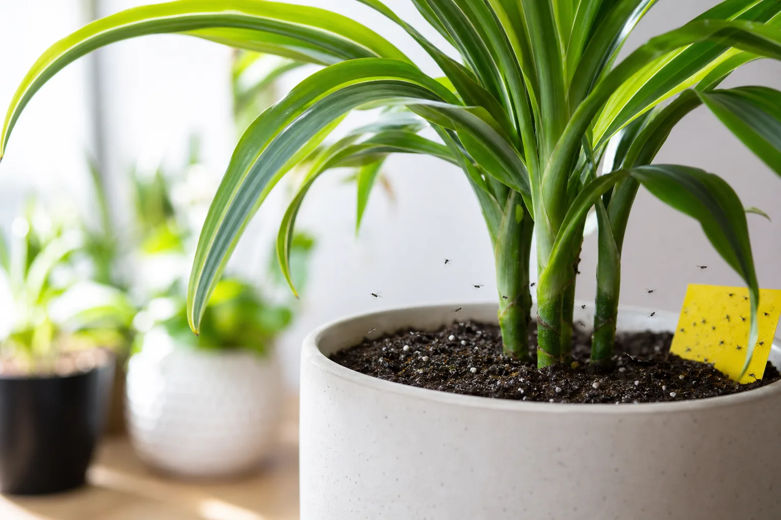 Fungus Gnats on Dracaena - visible symptom on the plant