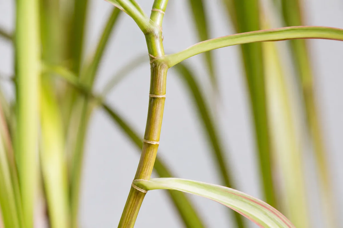 Close-up of Leggy Growth on Dracaena - diagnostic detail