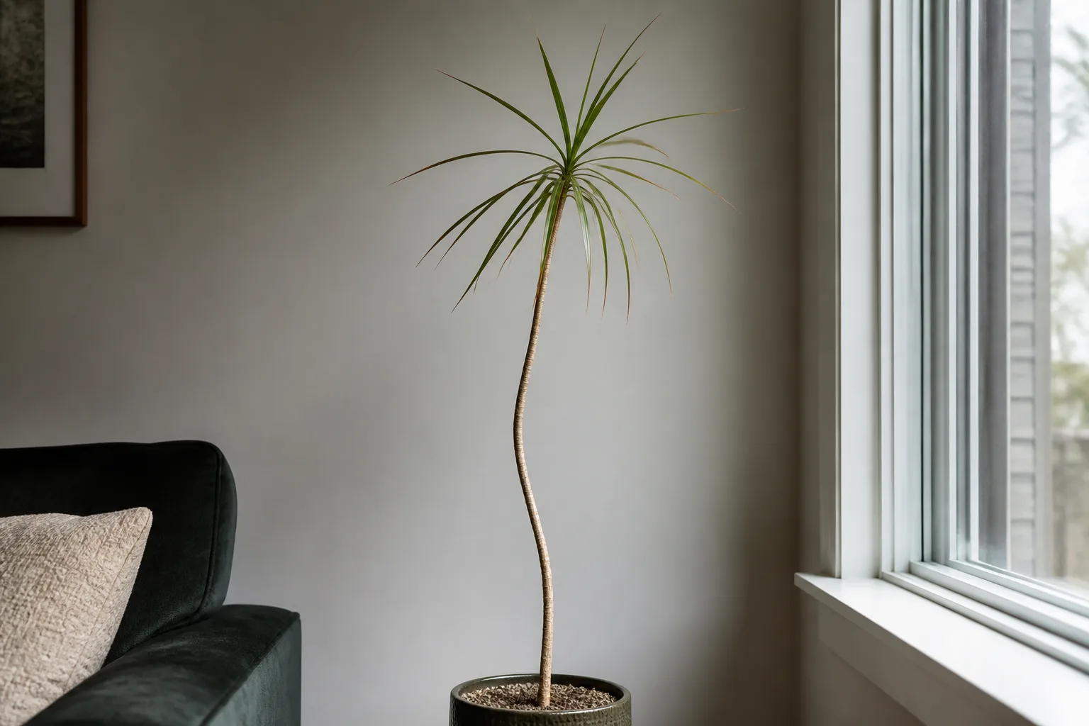 Leggy Growth on Dracaena - visible symptom on the plant