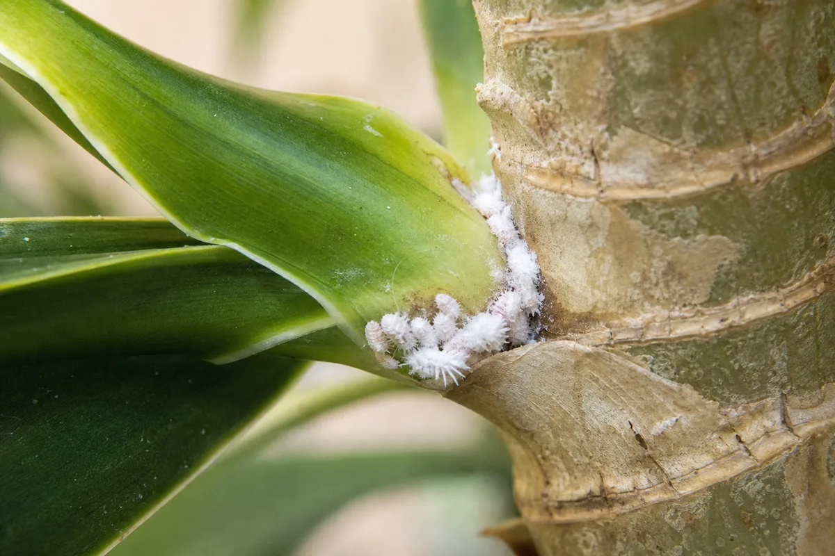 Close-up of mealybugs on Dracaena - white cottony wax clusters tucked in a strap-leaf axil where leaf meets cane